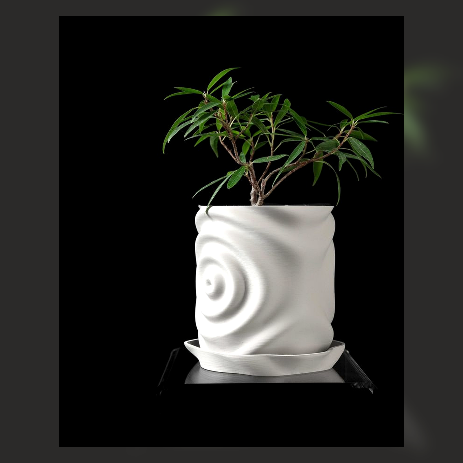 White ripple ceramic planter on a dark backdrop.